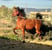 Horse ad