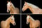 Horse ad
