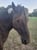Horse ad