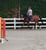 Annuncio cavallo