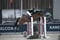 Horse ad