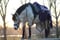 Horse ad