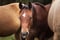 Horse ad