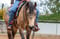 Annonce cheval