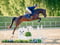 Annuncio cavallo