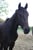 Annuncio cavallo