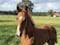 Horse ad