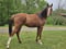 Horse ad