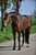 Horse ad