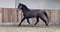 Horse ad