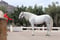 Horse ad