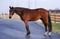 Annuncio cavallo