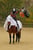Annonce cheval
