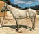 Horse ad