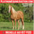 Anuncio de caballos