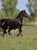 Horse ad
