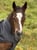Annuncio cavallo