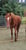 Horse ad