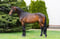 Horse ad
