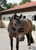 Annuncio cavallo