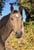 Horse ad