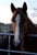 Horse ad