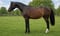 Annonce cheval