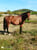 Anuncio de caballos