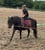 Horse ad