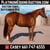 Paardadvertentie