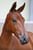 Annuncio cavallo