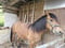 Horse ad