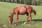 Annonce cheval