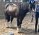 Annonce cheval
