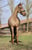 Annuncio cavallo