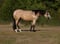 Horse ad