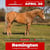 Horse ad