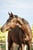 Horse ad