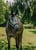 Annonce cheval