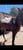 Horse ad