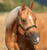 Horse ad