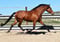 Horse ad