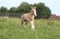 Horse ad