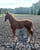 Horse ad