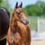 Horse ad
