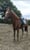 Horse ad