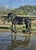 Annonce cheval