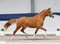 Anuncio de caballos