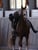 Annuncio cavallo