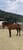 Horse ad
